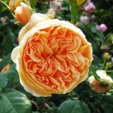 Roos Crown Princess Margareta